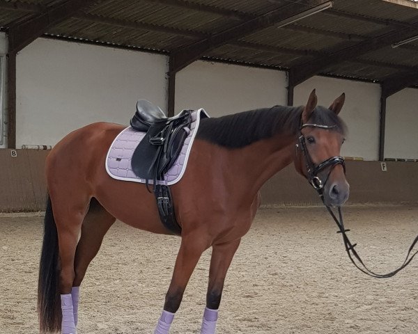 horse Avicii's Annabelle (Westphalian, 2016, from Avicii)