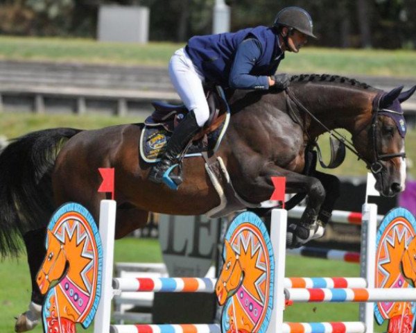Deckhengst Diego Tame (Selle Français, 2013, von Air Jordan Z)