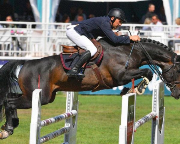 stallion Dairzel Duverie (Selle Français, 2013, from Air Jordan Z)
