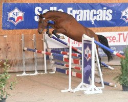 jumper Hardrock des Baleines (Selle Français, 2017, from Apollon des Baleines)