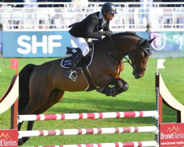 stallion Express de Hus (Selle Français, 2014, from Conrad de Hus)