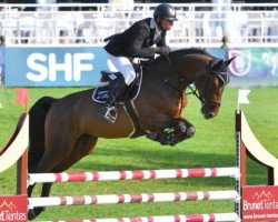 stallion Express de Hus (Selle Français, 2014, from Conrad de Hus)