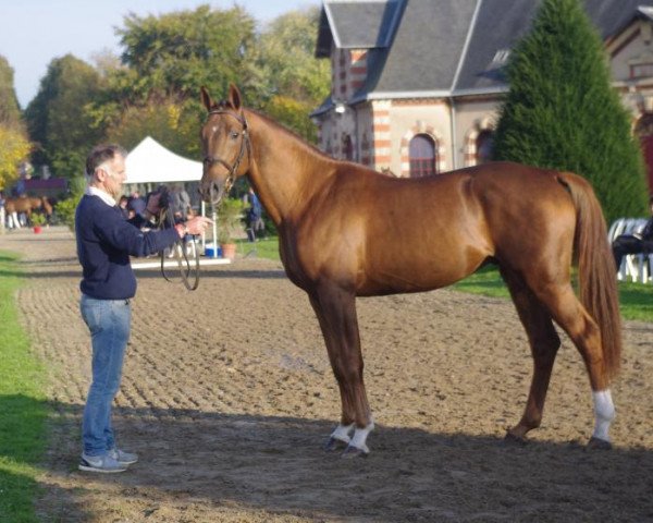 stallion Eldorado D'Elle (Selle Français, 2014, from Qlassic Bois Margot)