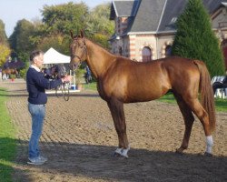 stallion Eldorado D'Elle (Selle Français, 2014, from Qlassic Bois Margot)