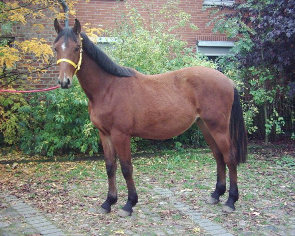 Springpferd Confleury S (Hannoveraner, 2003, von Conteur) Springpferd Confleury S (Hannoveraner, 2003, von Conteur)