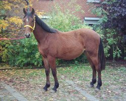 jumper Confleury S (Hanoverian, 2003, from Conteur)