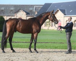 stallion El Diarado d'Euskadi (Selle Français, 2014, from Diarado)
