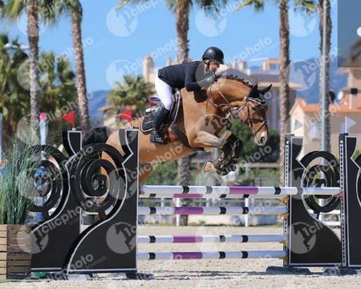 jumper Mr. Big (Oldenburg show jumper, 2014, from Balou du Rouet)