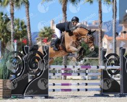 jumper Mr. Big (Oldenburg show jumper, 2014, from Balou du Rouet)