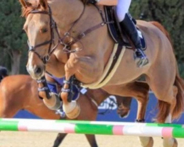 jumper Docki du Mesnildot (Selle Français, 2013, from Vigo Cécé)