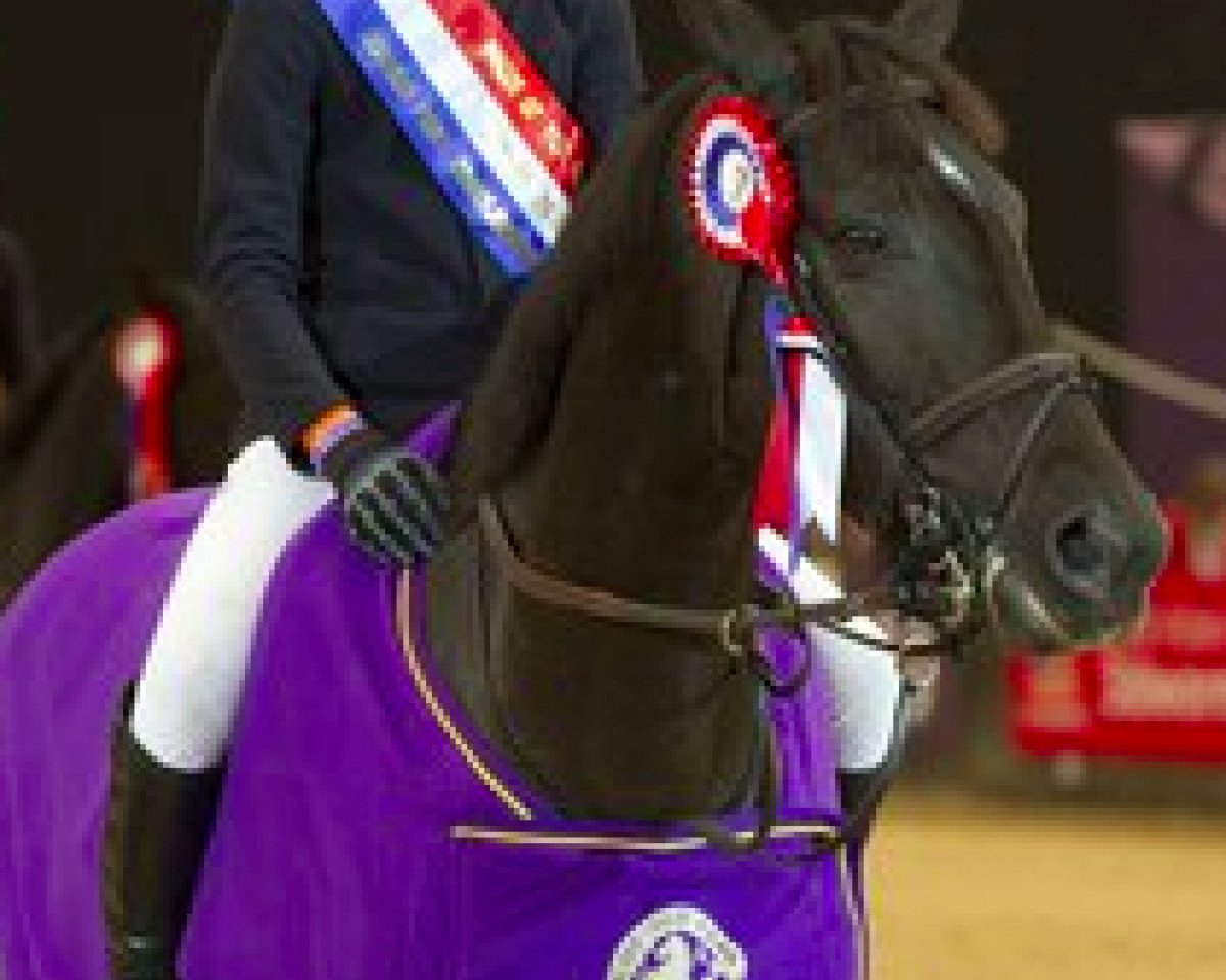 Springpferd Rainbows Mocha (British Riding Pony, 2006, von Baloubet du Rouet)