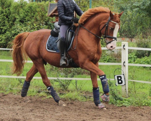 jumper Montego Bay 13 (German Riding Pony, 2008, from Mozart II) jumper Montego Bay 13 (German Riding Pony, 2008, from Mozart II)