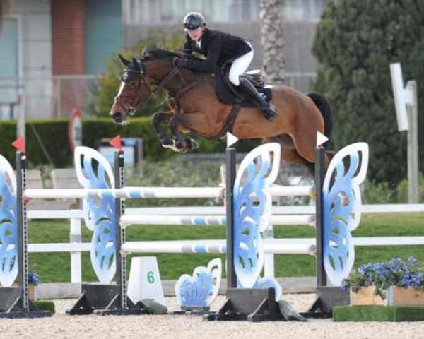 jumper Nepal S (Belgian Warmblood, 2013, from Kannan)