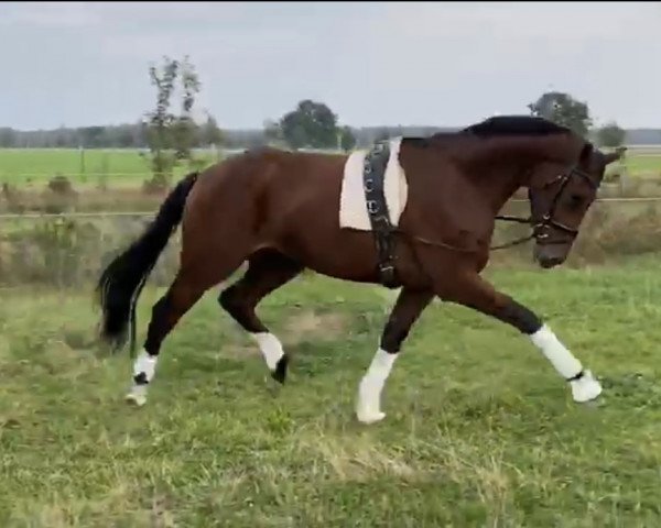 horse Tribun (Hanoverian, 2017, from Top Gear)