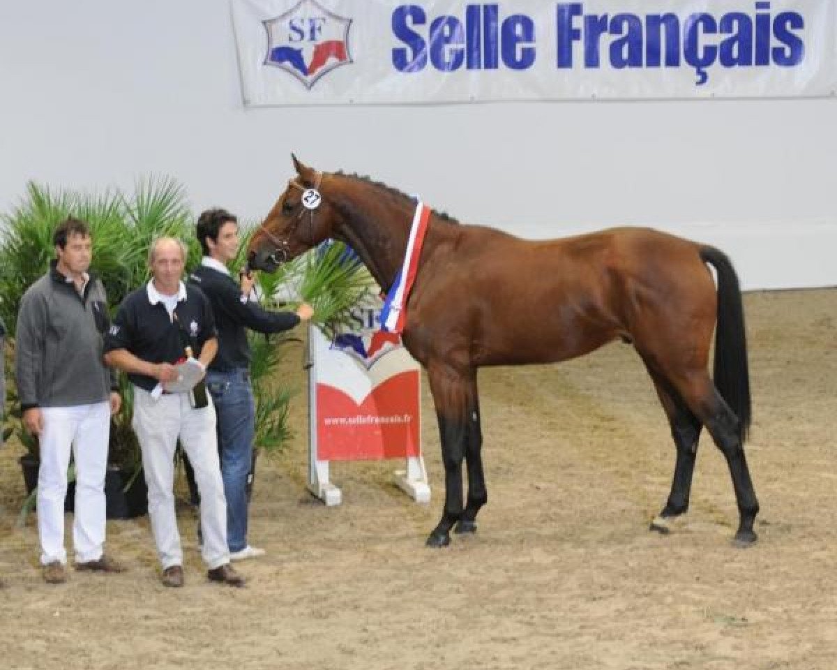 Deckhengst Vigo Cécé (Selle Français, 2009, von Quaprice Z)
