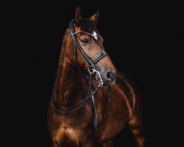 dressage horse Arezzo 23 (Westphalian, 2009, from Arpeggio)