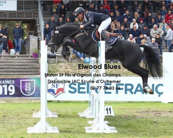 Deckhengst Elwood Blues (Selle Français, 2014, von Ogrion des Champs)