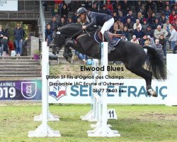 stallion Elwood Blues (Selle Français, 2014, from Ogrion des Champs)