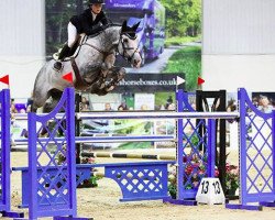 jumper D.millfield Darin (KWPN (Royal Dutch Sporthorse), 2008, from Berlin)
