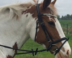 dressage horse Wolkenfee 37 (German Riding Pony, 2008)