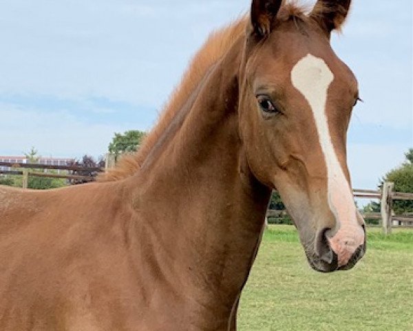 Pferd Vigo Royal R (Hannoveraner, 2020, von Vidar)