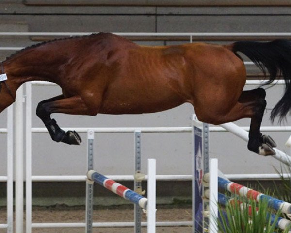 stallion Fezzano Msg (Selle Français, 2015, from Canturano I)
