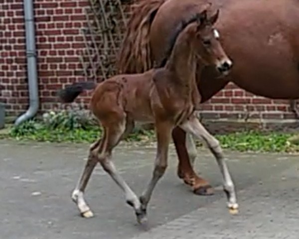 Dressurpferd First Love 41 (Westfale, 2016, von Fashion Maker)