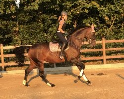 Dressurpferd Diamond Kiss 3 (Westfale, 2011, von Diamond Hit)