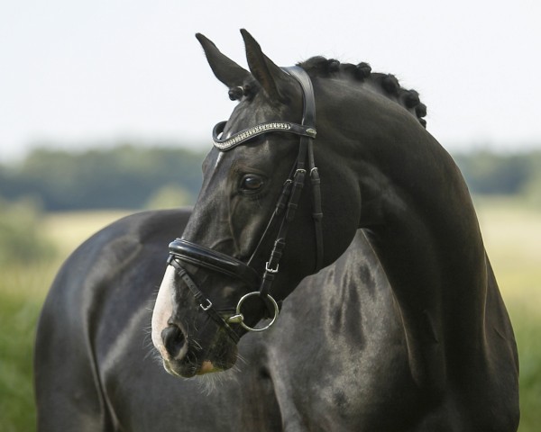 dressage horse Dark Domino (Hanoverian, 2014, from Danciano)