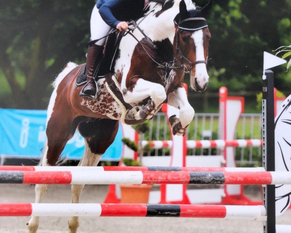 stallion Siltaro (German Sport Horse, 2012, from Southern Star)