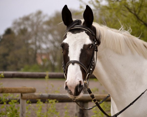 broodmare Sarinya (German Horse, 2009, from Samenco I B)