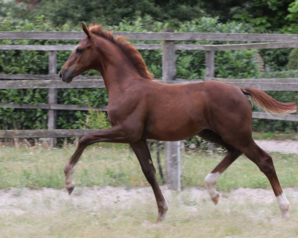 horse Hengst von Totilas / Sir Donnerhall I (Oldenburg, 2019, from Totilas)