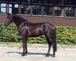 broodmare Maëlle Noire (Oldenburg, 2017, from DSP Marc Cain)