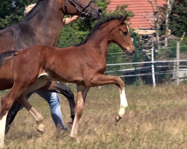 Pferd Hengst von Glock's Taminiau / Ramiro's Son II (Oldenburger, 2020, von Glock's Taminiau)