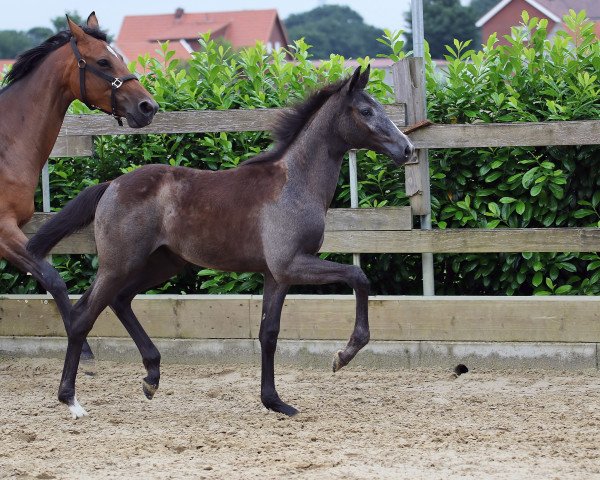 horse Hope of Platina (Oldenburg show jumper, 2018, from HICKSTEAD WHITE)