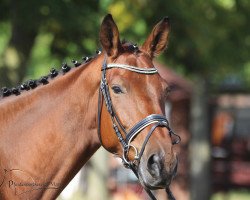 horse Lorimer's Legend BB (Rhinelander, 2012, from Lanciano)