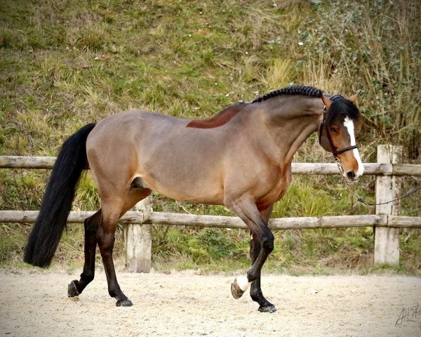 Deckhengst Thais de Pegase (Selle Français, 2007, von Calvaro Z) Deckhengst Thais de Pegase (Selle Français, 2007, von Calvaro Z)