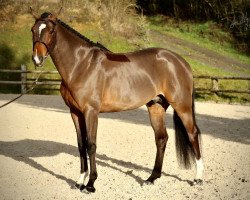 stallion Full Moon D'Elpe (Selle Français, 2015, from Thais de Pegase)