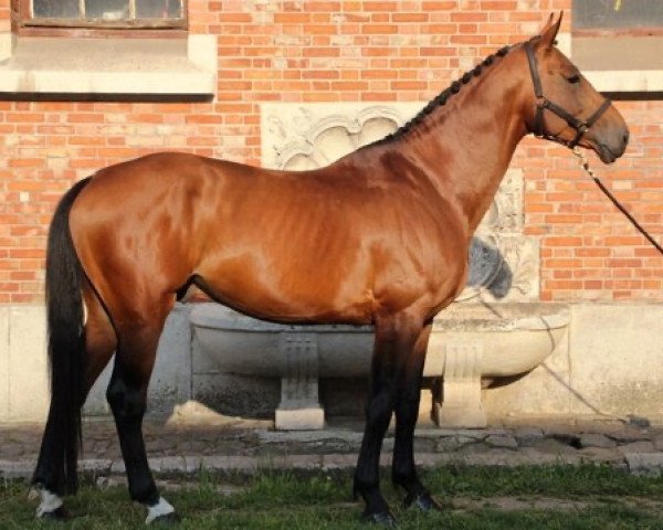 stallion Friday Treize (Selle Français, 2015, from Diamant de Semilly)