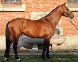 stallion Friday Treize (Selle Français, 2015, from Diamant de Semilly)