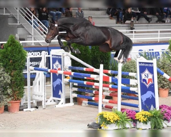 stallion Flambusard D'Albain (Selle Français, 2015, from Cornet Obolensky)