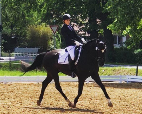 dressage horse Leon RR (Westphalian, 2012, from Lugato)