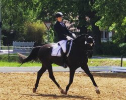 dressage horse Leon RR (Westphalian, 2012, from Lugato)