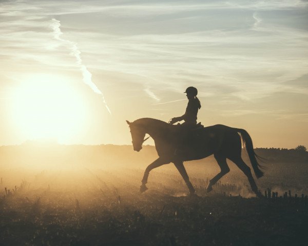 Pferd Hattrick TI (Hannoveraner, 2016, von Hochadel)