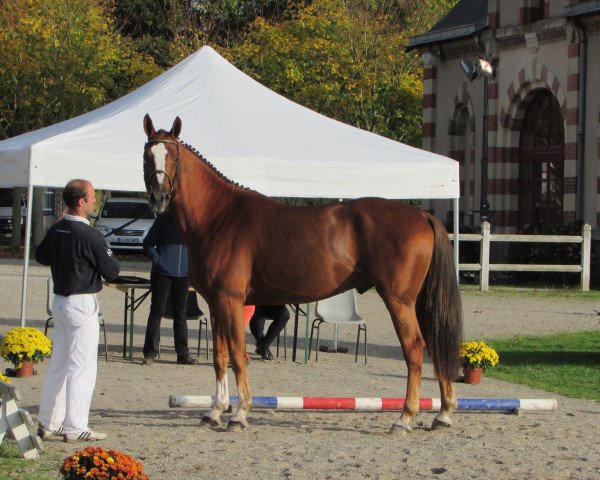 stallion Fringant d'Ange (Selle Français, 2015, from Ogano Sitte)