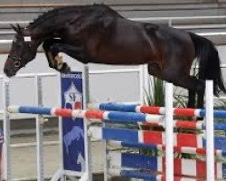 stallion Feeling des Flagues (Selle Français, 2015, from Vagabond de la Pomme)
