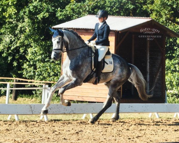 Springpferd Cantucini (Holsteiner, 2013, von Catoo)