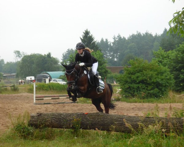 jumper Neverlands Mike (German Riding Pony, 2009, from Noir de Luxe) jumper Neverlands Mike (German Riding Pony, 2009, from Noir de Luxe)