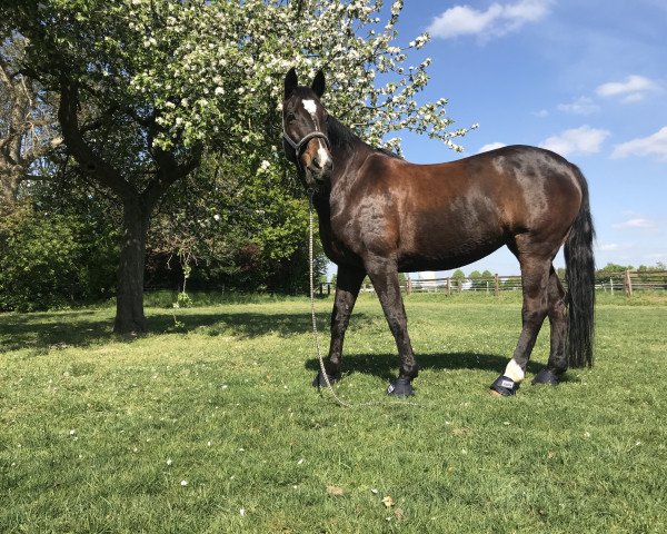 dressage horse Cassis 41 (Rhinelander, 1998, from Casaretto)