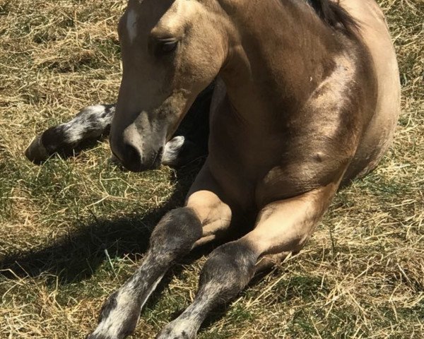 horse Queen of Champagne (Westphalian, 2018, from Qaside Md)